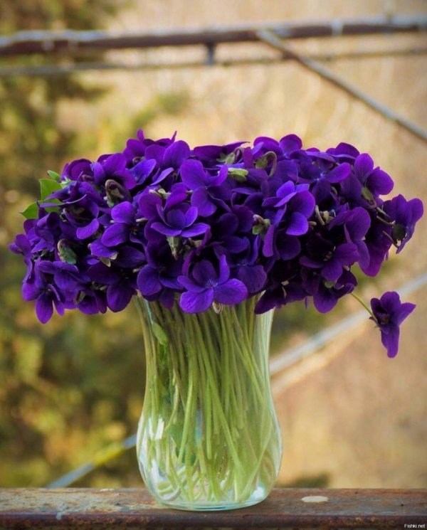 букет фиалки