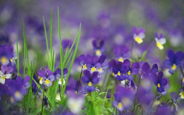 фиалка полевая