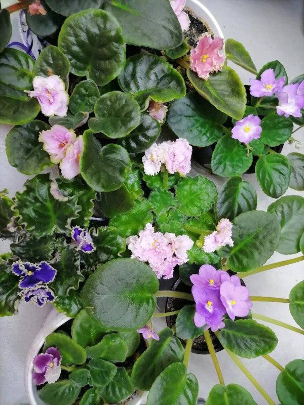 самые красивые фиалки