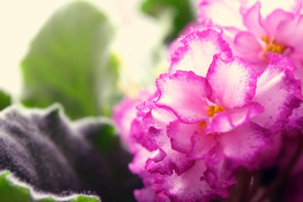 сорт фиалки анжелика