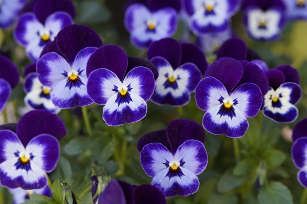 анютины глазки