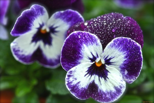 анютины глазки