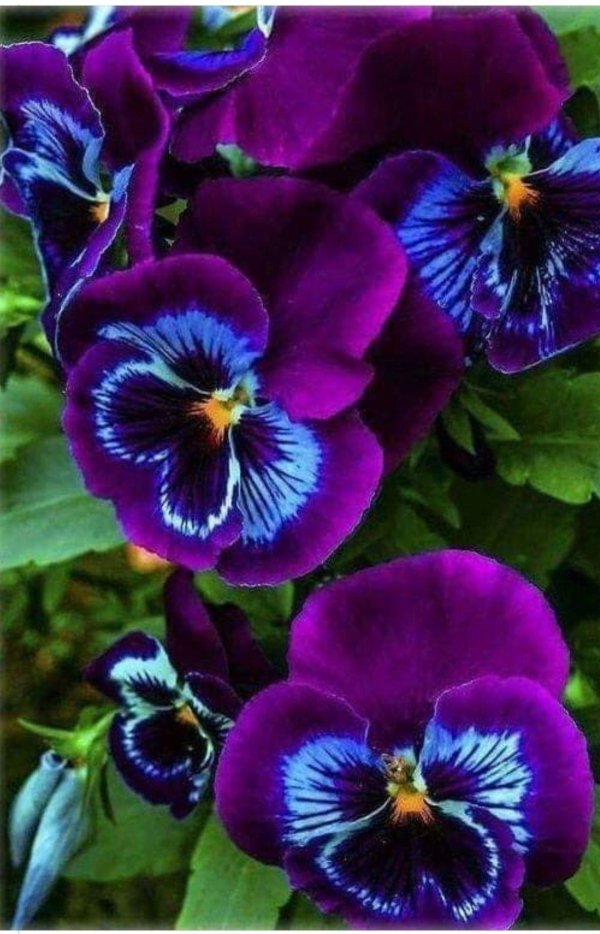 виола виттрока сиреневая