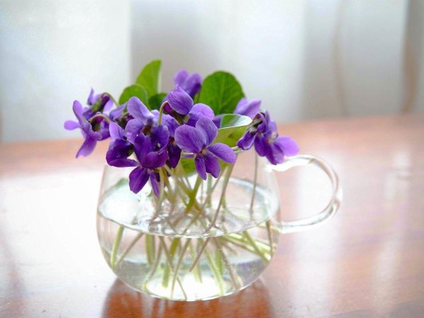 фиалки цепруновой