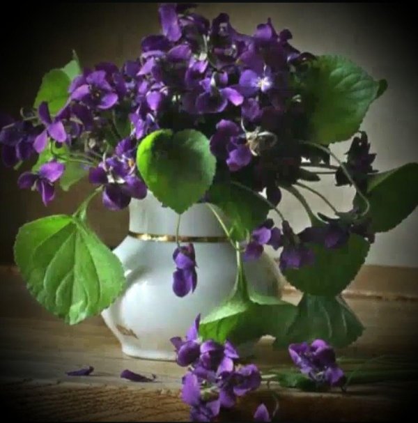 букет фиалки