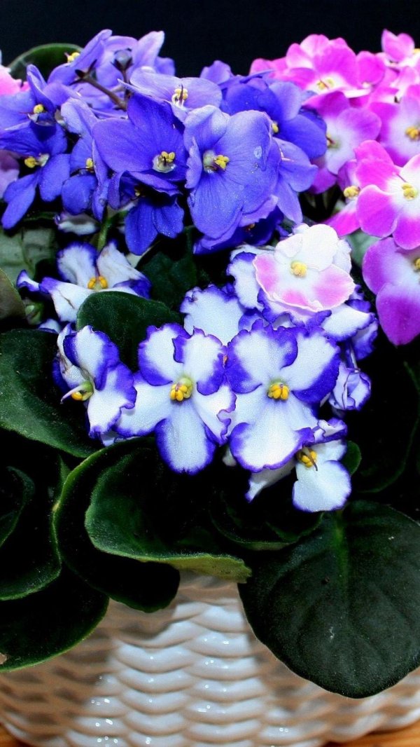 фиалка optimara monet