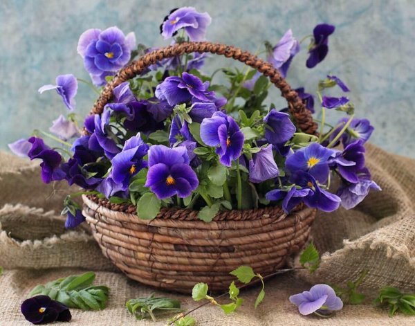 анютины глазки