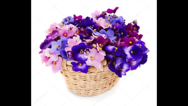 фиалки в корзине