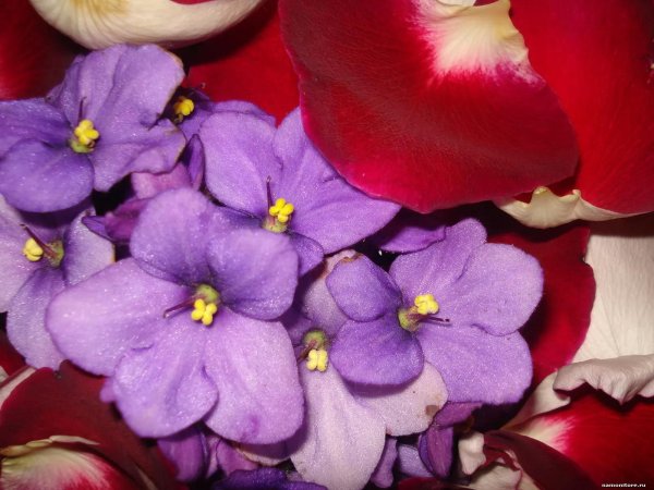 розы и фиалки