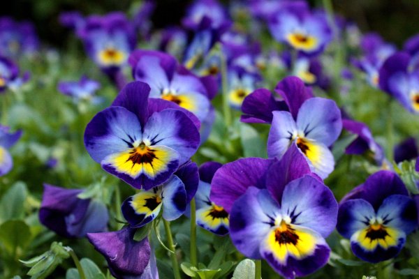 анютины глазки