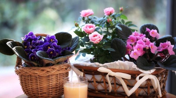 фиалки в интерьере