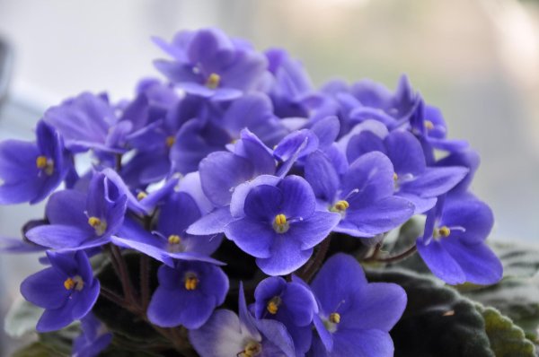 фиалка оптимара манитоба