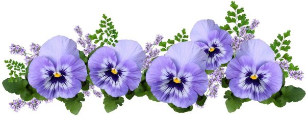 анютины глазки