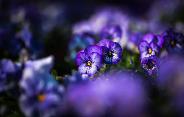 анютины глазки