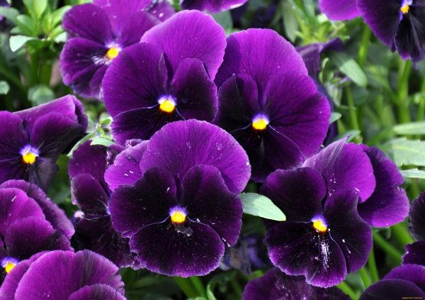 виола виттрока фиолетовая