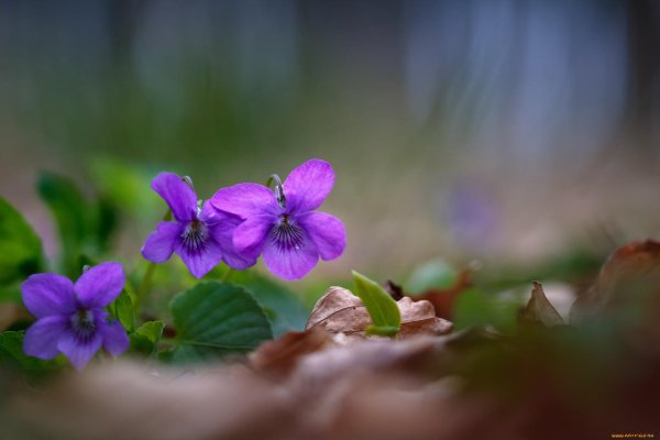 фиалка багряный первоцвет