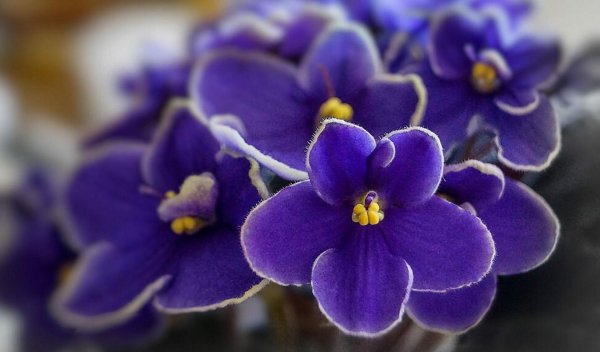 цветок saintpaulia ionantha