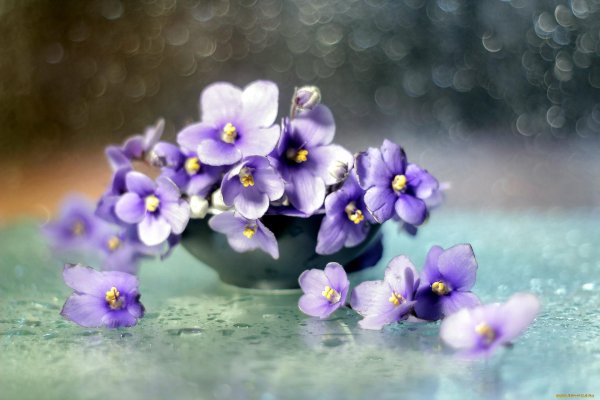 saintpaulia ionantha