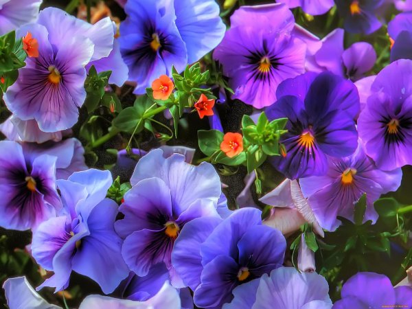 цветок фиалка