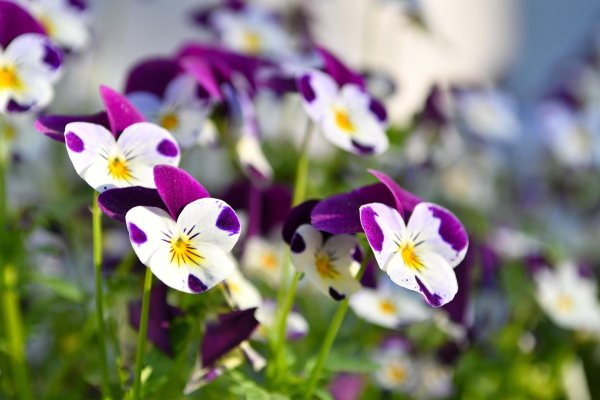 фиалка рогатая