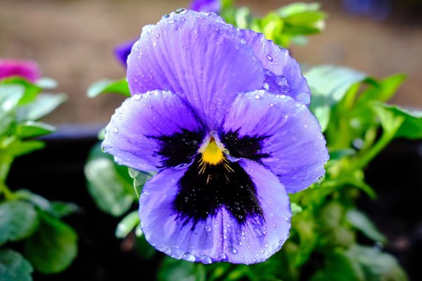 фиалка цветок