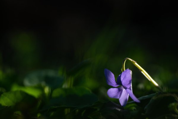 фиалка душистая