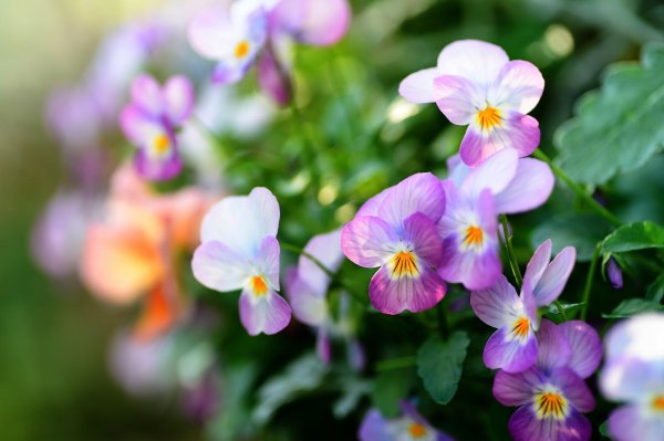 фиалка тропикана