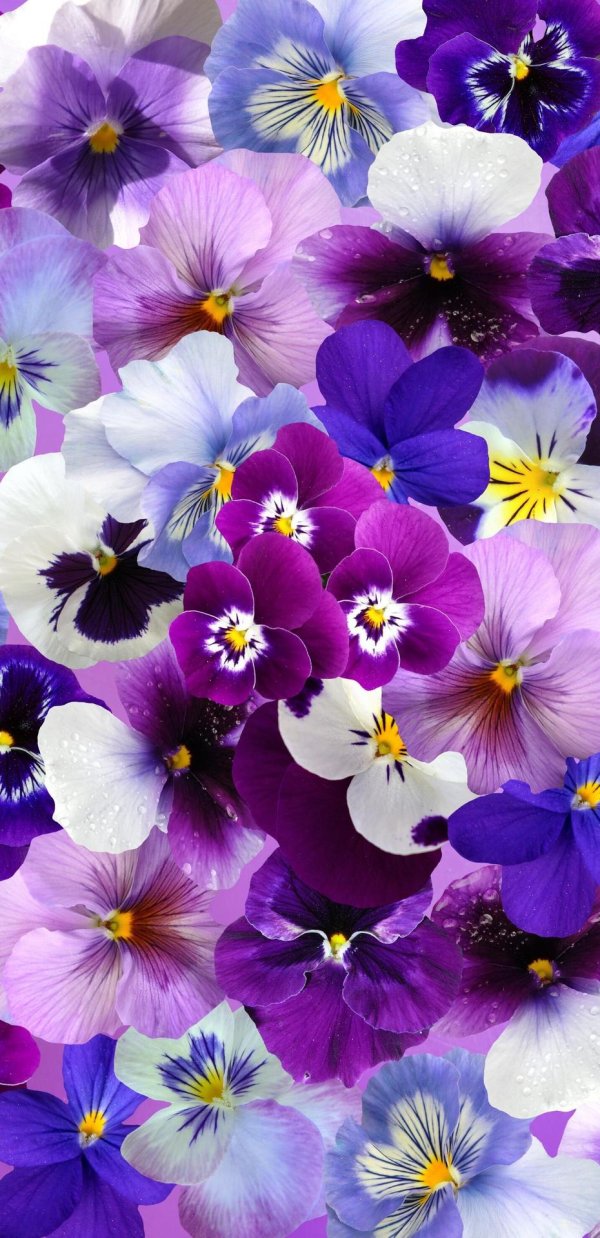 анютины глазки