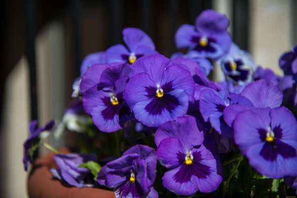 фиалка виола