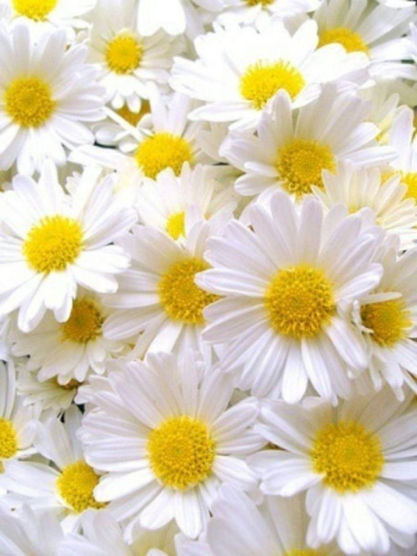 белые цветки