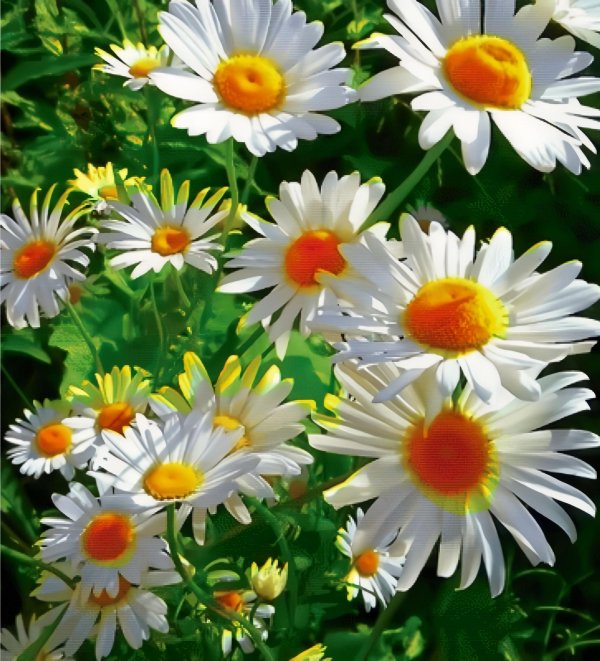 мойчечак гули