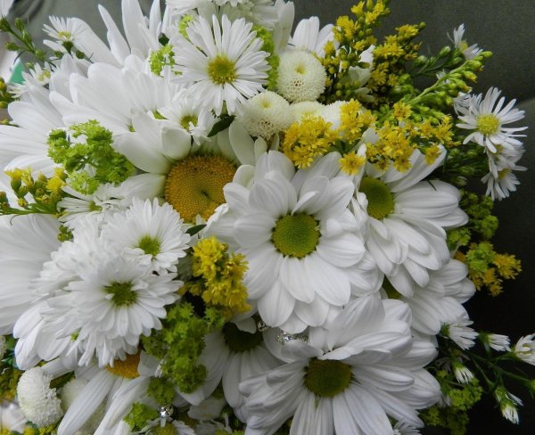 хризантема кустовая ромашковая