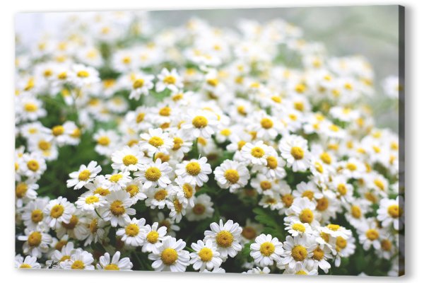 ромашки дейзи флауэр