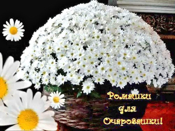 открытки ромашки для очаровашки