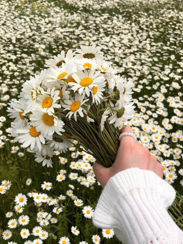 поле ромашек