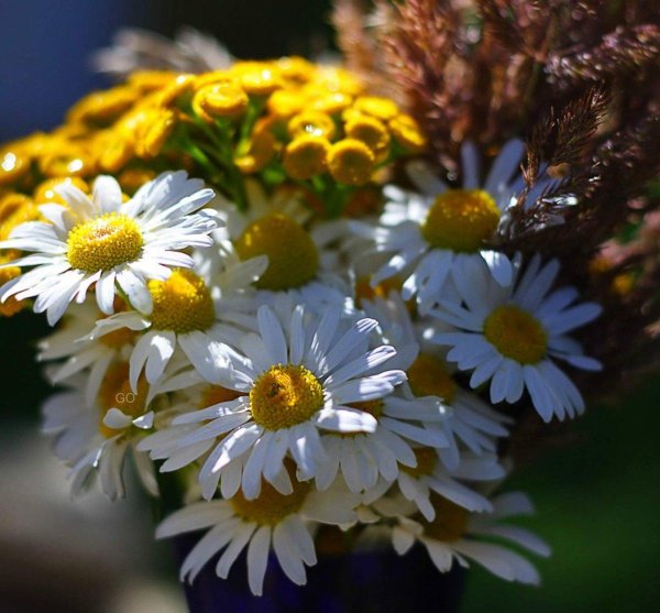 букетище ромашек