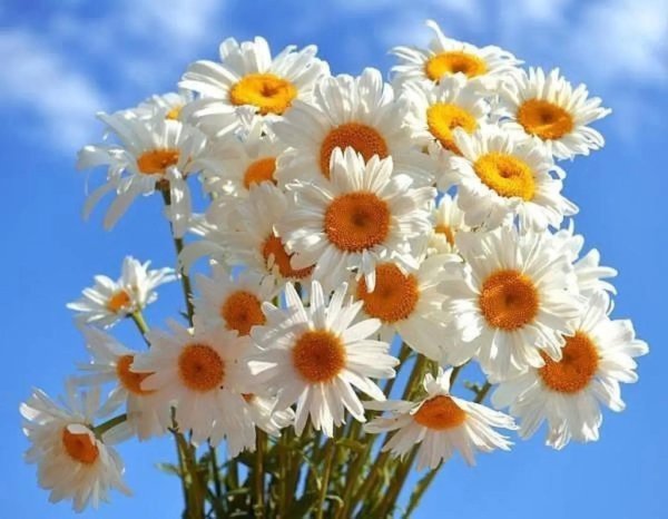 ромашка 8 июля