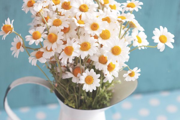 букет ромашек