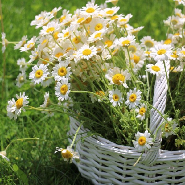 ромашка полевая