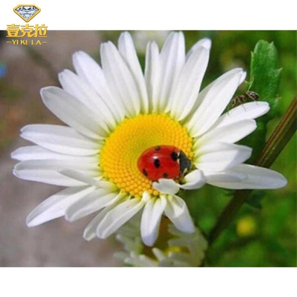 ромашка цветки