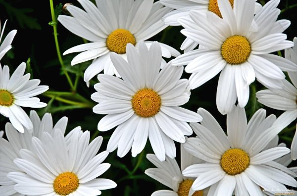 белые ромашки