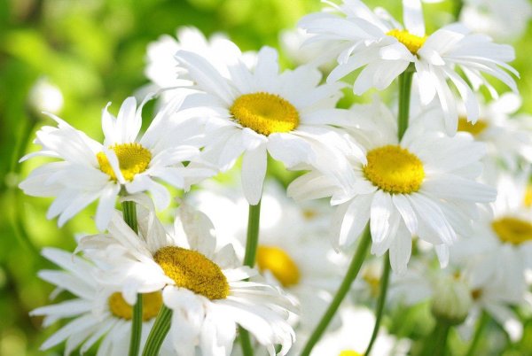 белые ромашки