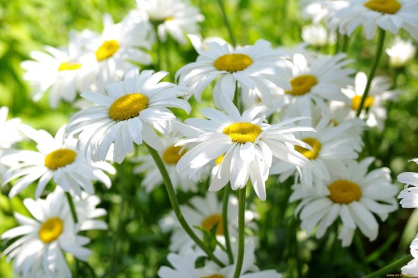 ромашка цветки