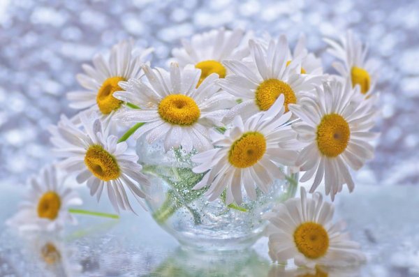 ромашка красивая