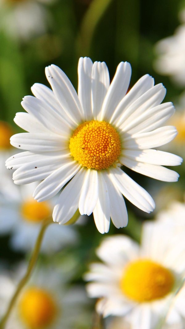 белые ромашки