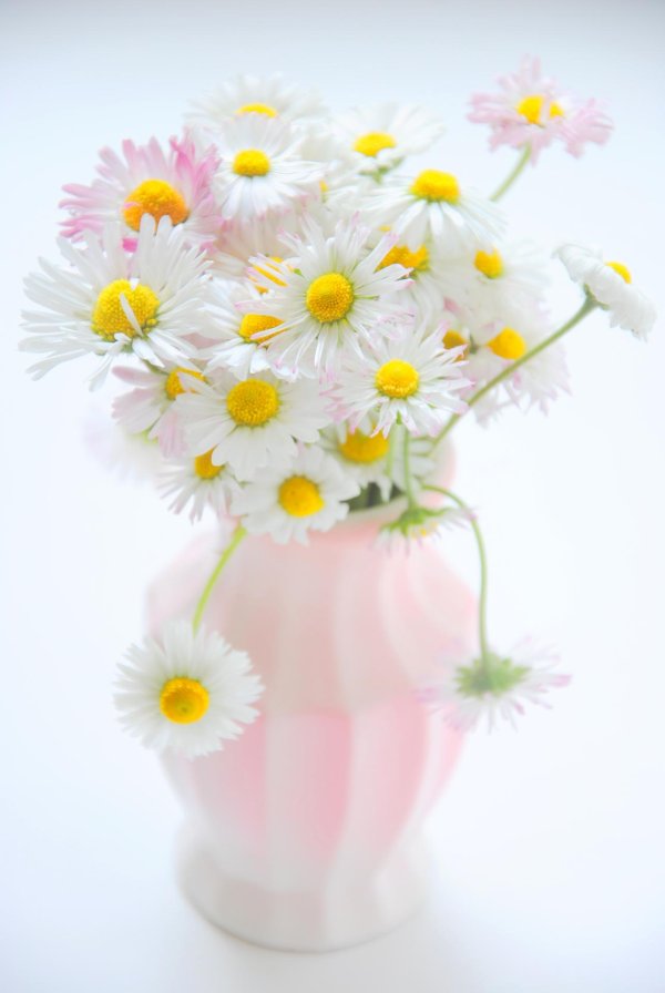 нежные ромашки