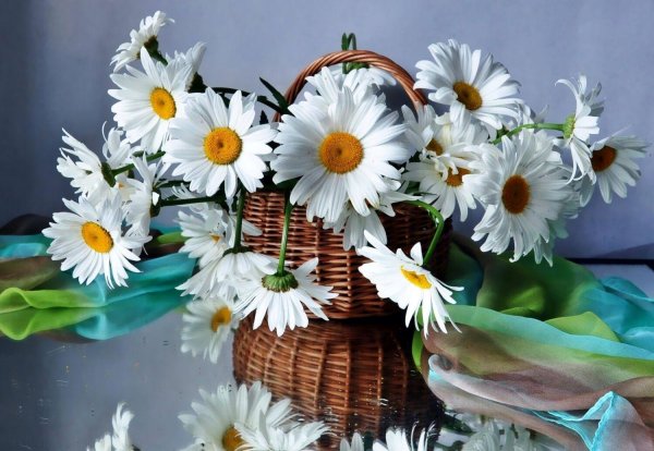 ромашки вдохновение