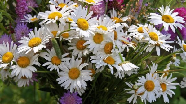 астра полевая ромашковая