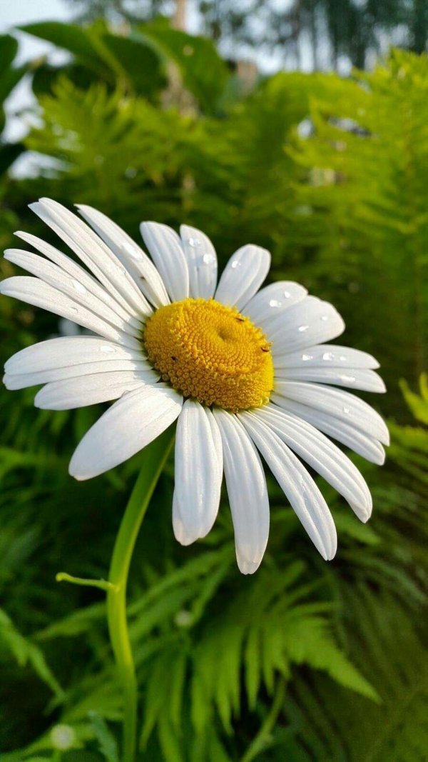 ромашка луговая