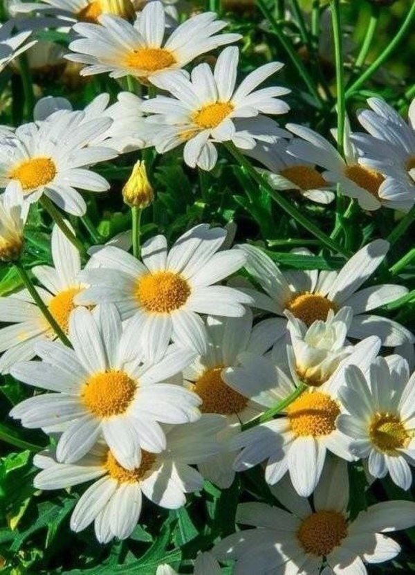 мойчечак гули